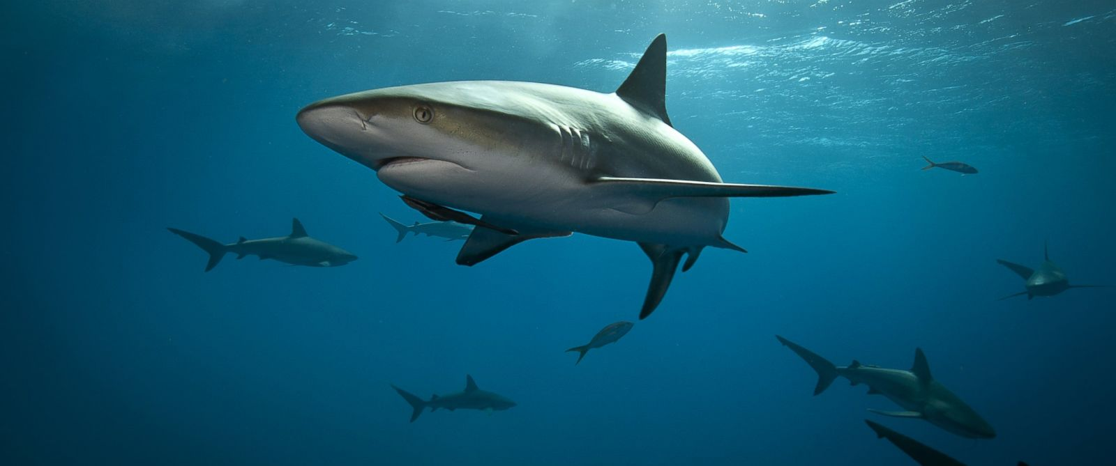 绝地求生皮肤评测 狂鲨之吻98K橄榄枝锅